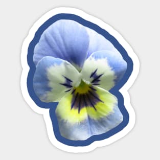 blue pansy flower, pansies, violets, bloom, viola Sticker